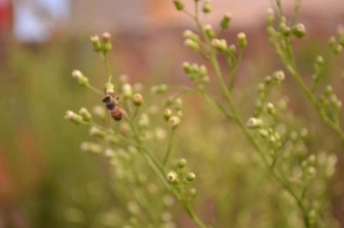 Trabalhando ou Trabalho essencial
