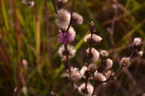 Cada tipo, um DNA diferente