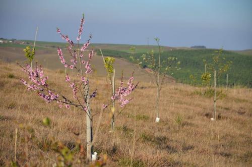 Cada tipo, um DNA diferente