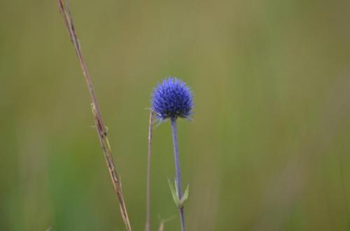 Diversidade campeira
