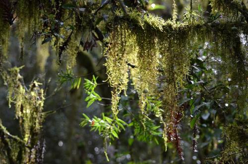 Vida complementar ou Cortina verde