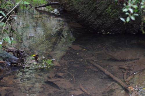 Água é fundamental