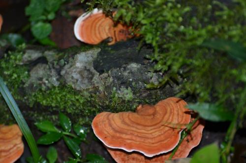 Fungos alaranjados = Ar muito puro