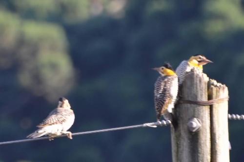 Pica-pau amarelo ou Recanto do pica-pau amarelo