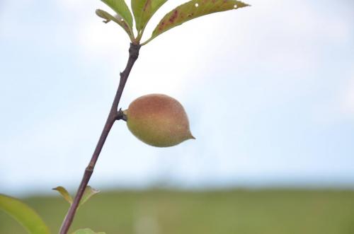 Pêssego do Pé-de-Moleque