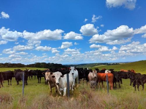 Rebanho vizinho ou Curiosas... ou Boa vizinhança