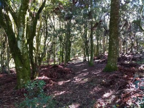 Trilha na mata ou Caminho ou Banho de floresta