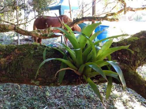 Bromélia nativa ou Sombra protetora