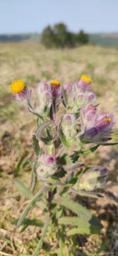 Diversidade Campeira