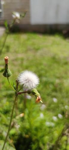 Modo eficiente de preservação da espécie