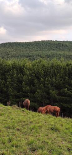 Auxiliares de roçada