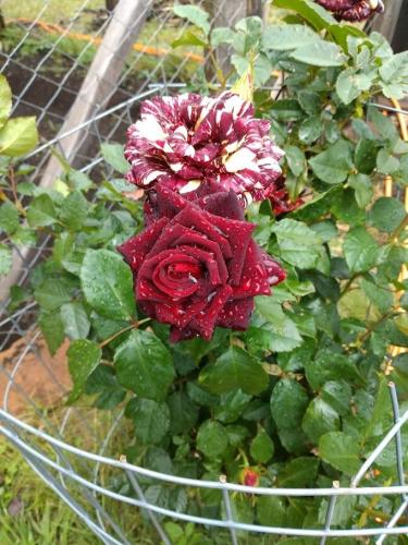 Em se plantando, tudo dá ...