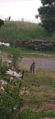 Gosta de posar para fotos